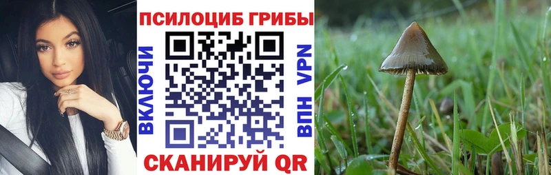 Галлюциногенные грибы Psilocybine cubensis  Санкт-Петербург 